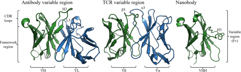 structural representation of an antibody variable domain - Brennan Abanades Kenyon 