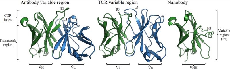 Structural representation of an antibody variable domain - Brennan Abanades Kenyon structural representation of an antibody variable domain - Brennan Abanades Kenyon