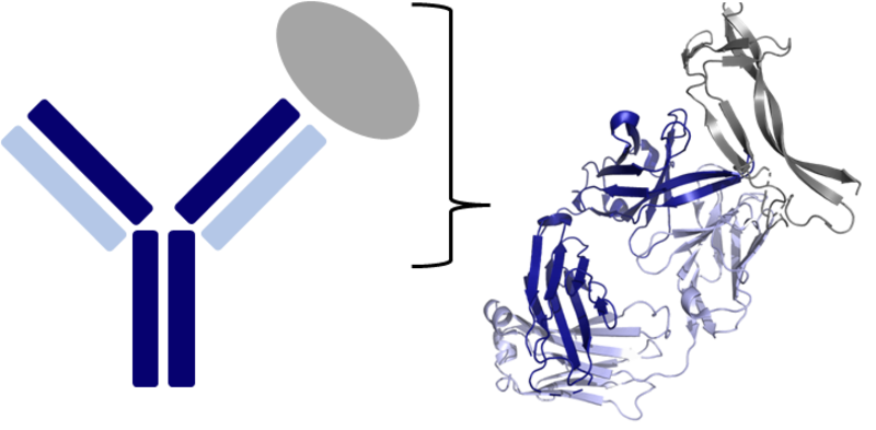 Y shaped antibody bound to its target antigen - Lewis Chinery
