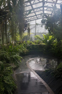 INSIDE THE FERN HOUSE, BOTANIC GARDEN